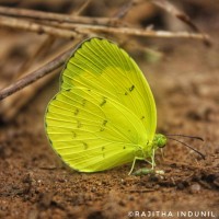 Eurema ormistoni Moore, 1886